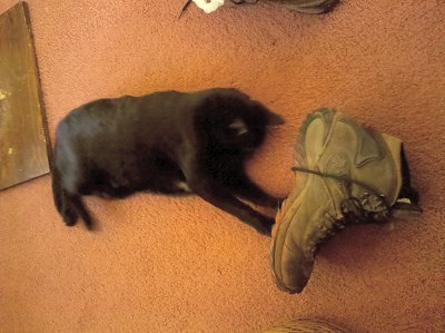 friday cat photo, phoebe playing with boot strings