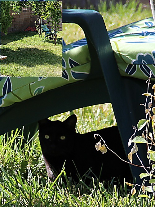 Phoebe lucking under a chair in the yard