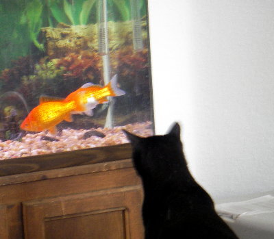 Phoebe watches the fish...