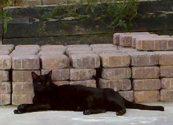 phoebe and pavers, 2011