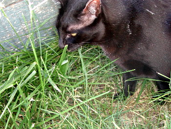 Phoebe eating grass
