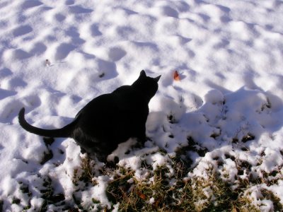 black cat, white snow