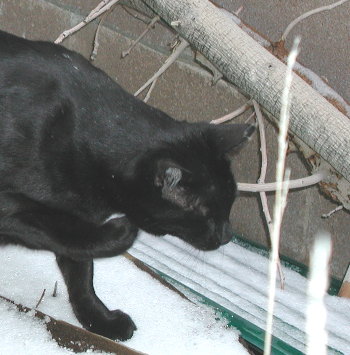 Phoebe hunting finches in the snow