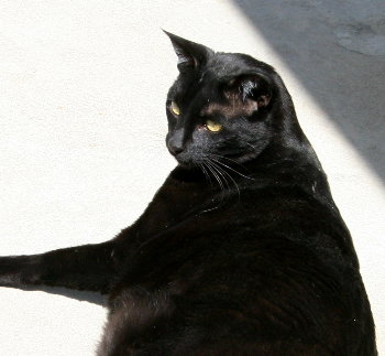 Phoebe enjoying the sun