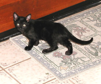 Phoebe as a kitten, July 2001