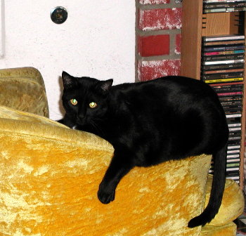 Phoebe on the chair