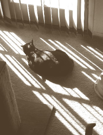 Phoebe enjoying the morning sun