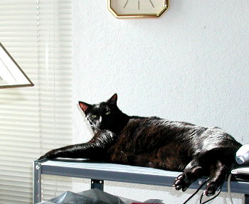 Phoebe sitting on the Beowulf rack