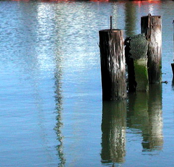 old pier pilings
