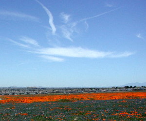 poppies under a blue sky
