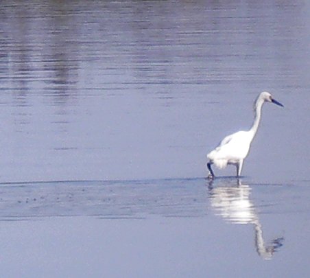 bird in water, port hueneme