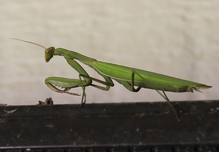 parying mantis