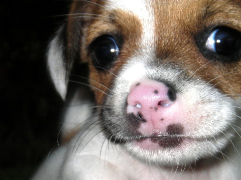puppy close up