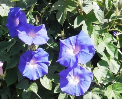 purple flowers