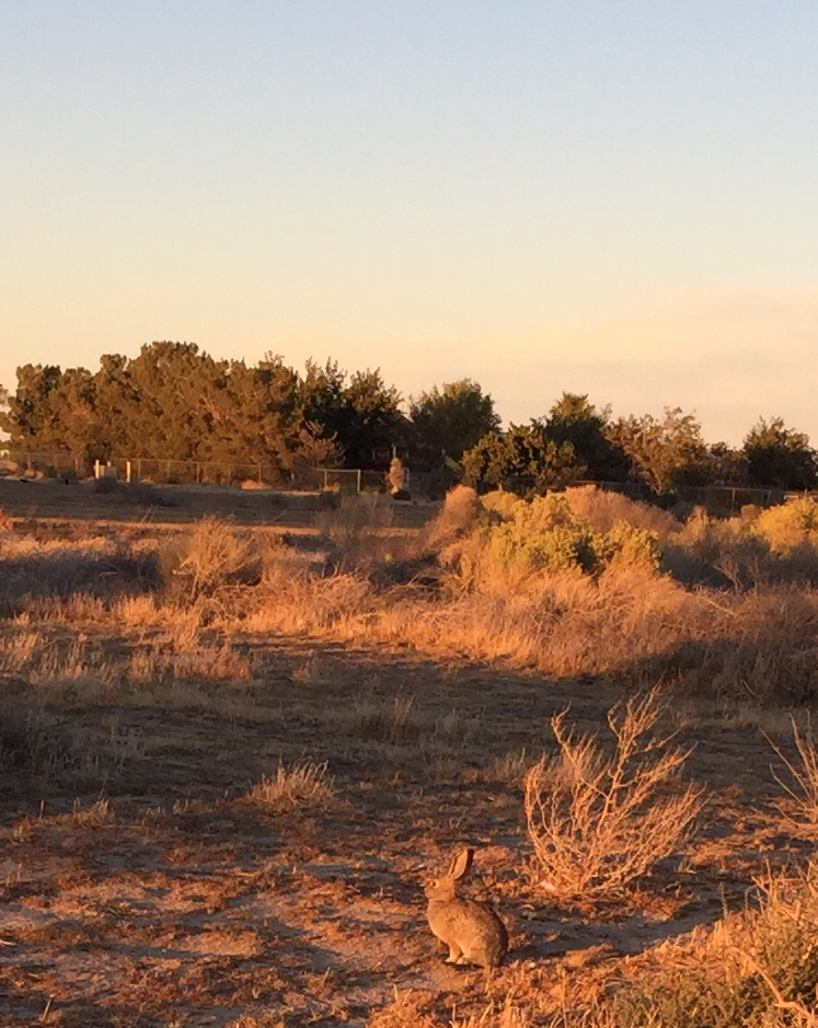 A rabbitt at sunset.