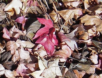 red leaf among the brown