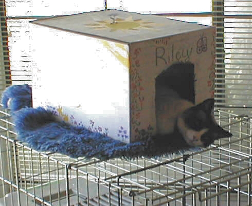 Riley, atop Phoebe's Protective cage, 2000