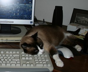 x cat on keyboard