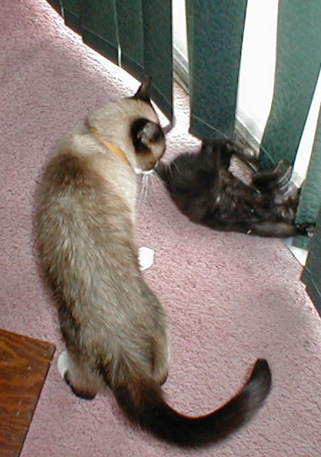 Riley and kitten Phoebe, 4 July 2001