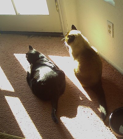 Riley and Phoebe, enjoying the morning sun