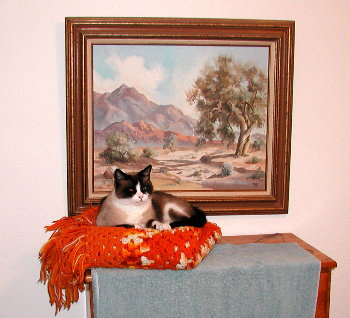 Riley, makes himself at home on a quilt