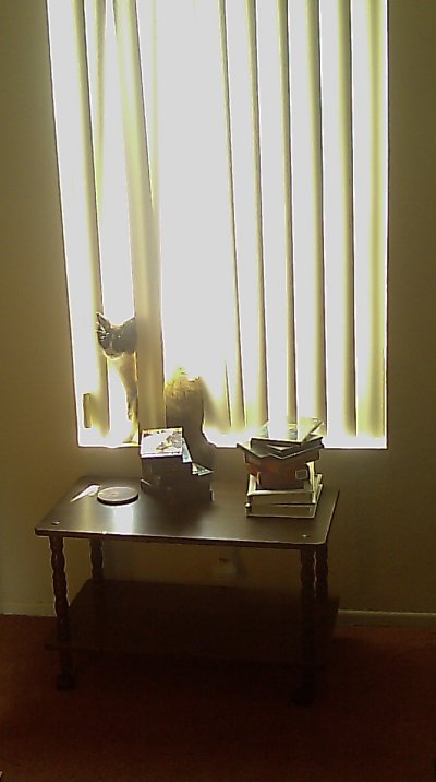 Riley soaking up morning sun in an east facing window