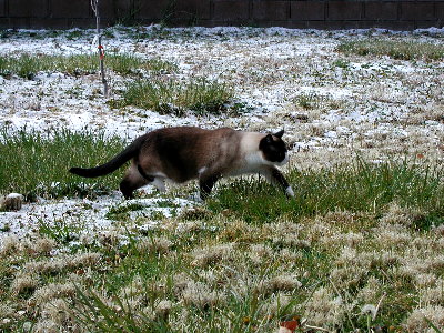 Riley in the snow