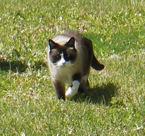 riley on the grass