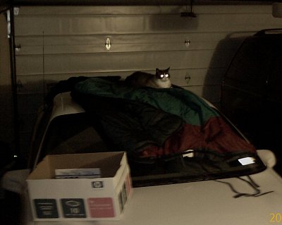 riley, lounging on newly washed sleeping bag & car