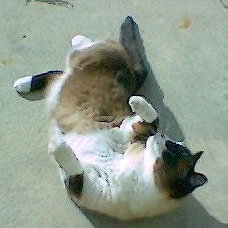 Riley, rolling on the patio