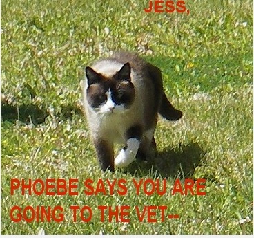 Cat advice for Jess