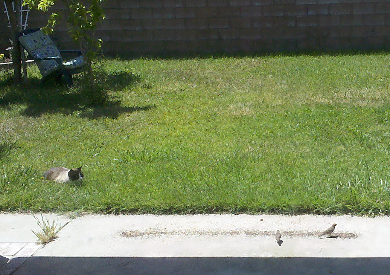cat stalking birds