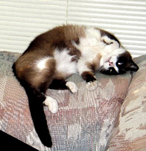 Riley on the loveseat