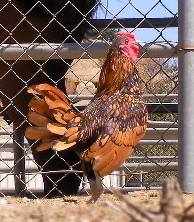 rooster