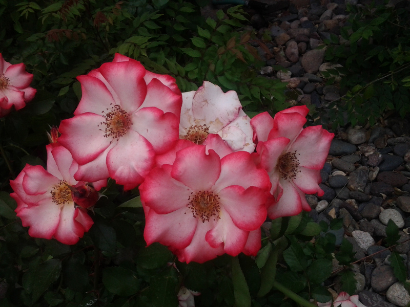 roses in the front yard