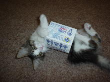 roxy in a light bulb box...
