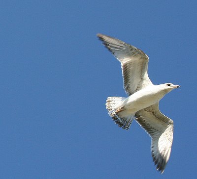 seagull in flight