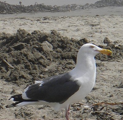 seagull at Cayucos