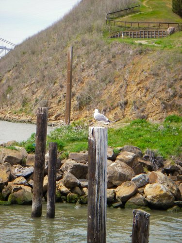 seagull at entrance to Glen Cover