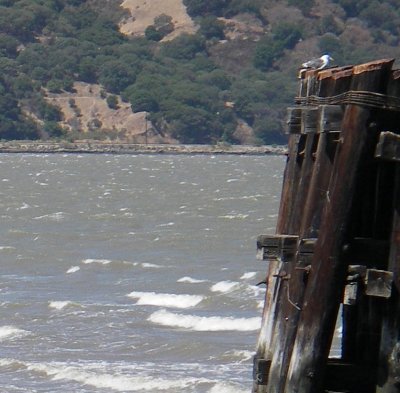 Seagull on the old ferry pilings, Martinez, Ca.