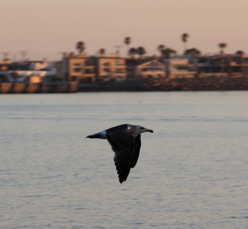 gull in flight,  the channel islands harbor