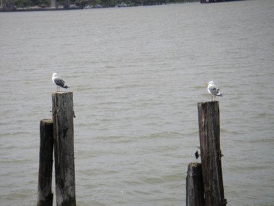 Two seagulls at glen cove