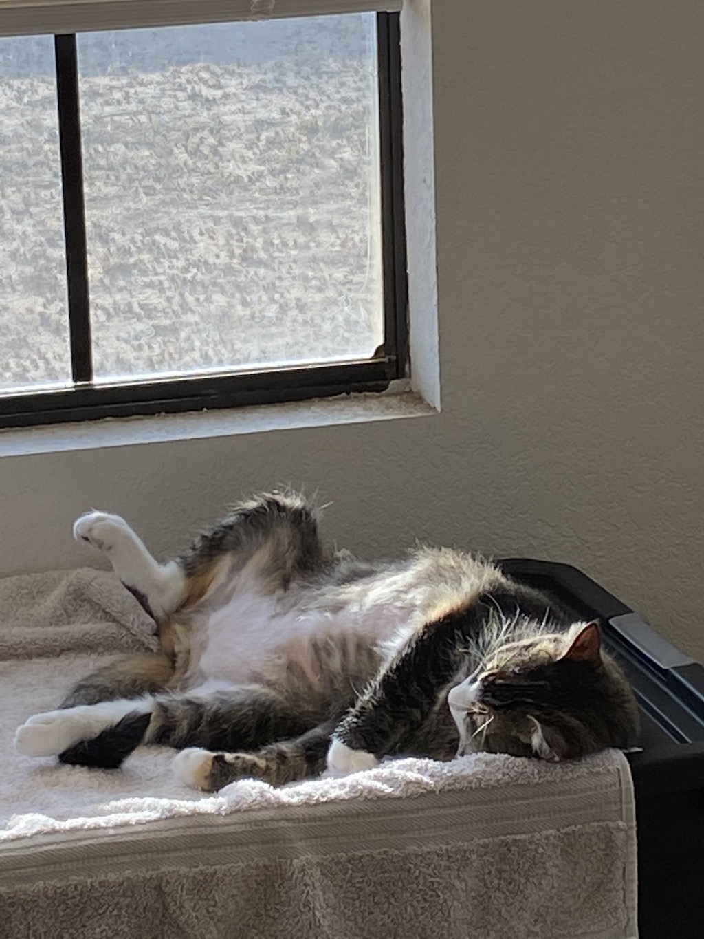 Sleepy Suzy