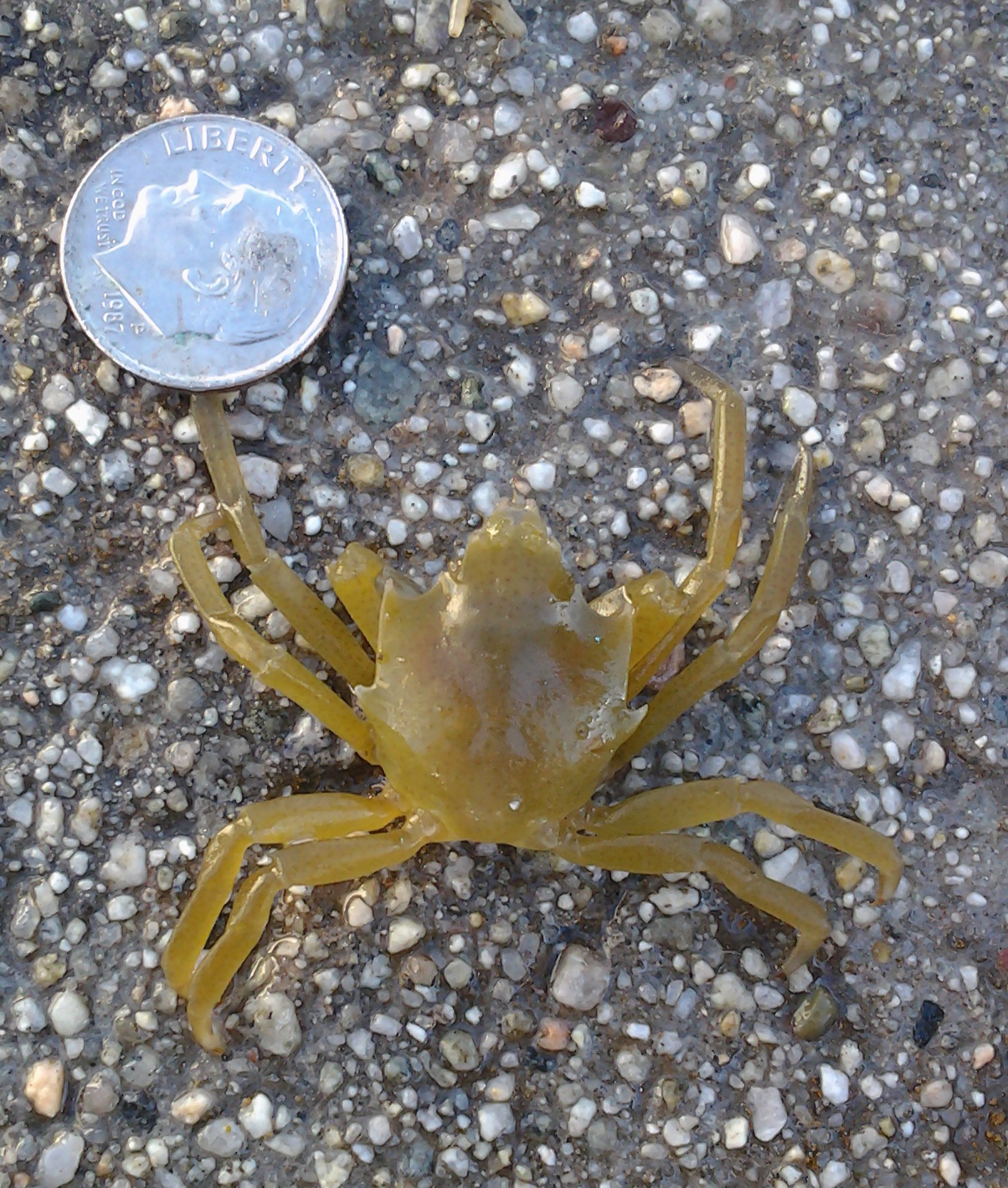 crab