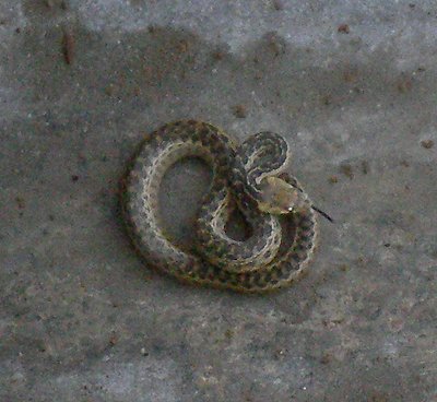 Snake in Channel