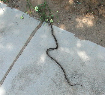 snake on the sidewalk