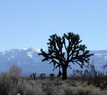 Joshua Tree with snowy mountains