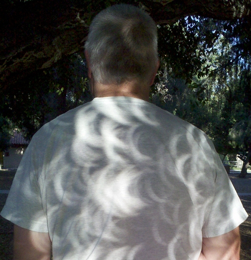 solar eclipse as projected by an oak tree