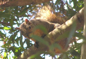 treed squirrel