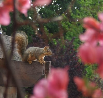 Martinez Squirrel, May, 2009